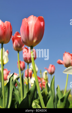 Tulpen in verschiedenen Farben vor einem blauen Himmel Stockfoto