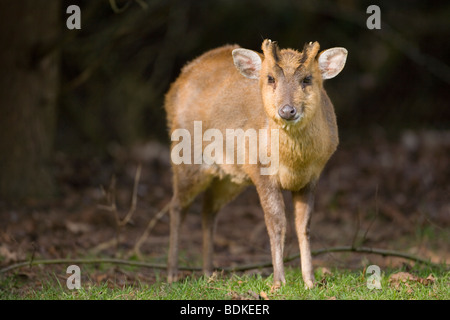 Deer Muntjak (Muntiacus Reevesi). Männlich. Norfolk. April. Kauen das Wiederkäuen. Stockfoto
