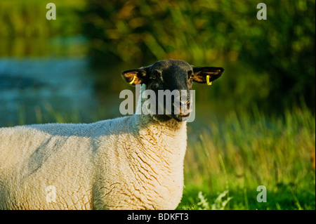 Das schwarze Schaf in einem Feld konfrontiert Stockfoto