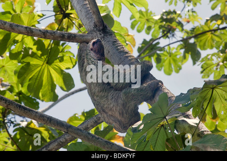 Dreifingerfaultier - Nationalpark Manuel Antonio in costarica. Stockfoto