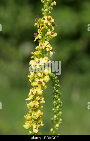 Dunkle Königskerze, Verbascum Nigrum, Scrophulariaceae. UK Stockfoto