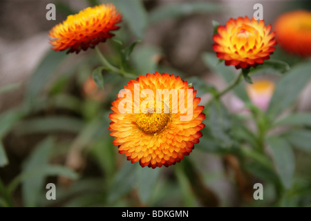 Strawflower oder Golden Everlasting Flower, Xerochrysum Bracteatum, Syn Helichrysum Bracteatum, Syn Bracteantha bracteata Stockfoto