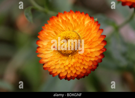 Strawflower oder Golden Everlasting Flower, Xerochrysum Bracteatum, Syn Helichrysum Bracteatum, Syn Bracteantha bracteata Stockfoto