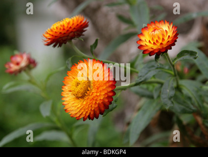 Strawflower oder Golden Everlasting Flower, Xerochrysum Bracteatum, Syn Helichrysum Bracteatum, Syn Bracteantha bracteata Stockfoto