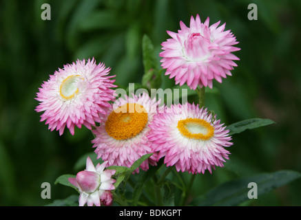 Strawflower oder Golden Everlasting Flower, Xerochrysum Bracteatum, Syn Helichrysum Bracteatum, Syn Bracteantha bracteata Stockfoto