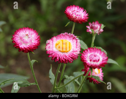 Strawflower oder Golden Everlasting Flower, Xerochrysum Bracteatum, Syn Helichrysum Bracteatum, Syn Bracteantha bracteata Stockfoto