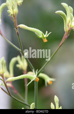 Immergrüne Kangaroo Paws, Anigozanthos Flavidus, Haemodoraceae, Western Australia Stockfoto