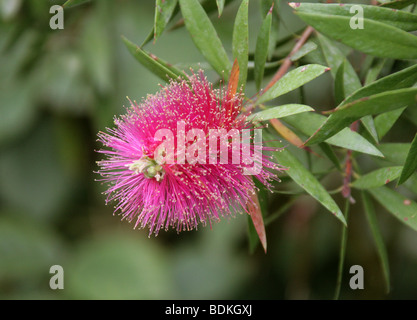 Zitronenflasche Pinselblume, Kallistemon pallidus, Myrtaceae. Australien. Stockfoto