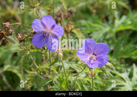 Wiesen-Storchschnabel, Geranium Pratense, Geraniaceae Stockfoto