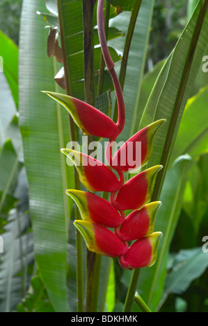 Hängende Heliconia, Hummer Klaue Heliconia (Heliconia Rostrata) Stockfoto