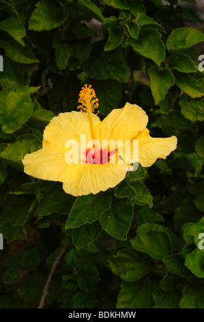 Die Zustandblume von Hawaii, gelbe Hibiskus, Hibiscus Brackenridgei, PUA aloalo Stockfoto