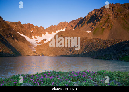 Wildblumen im Bereich Schüssel des Mt-Marathon, Seward, Alaska. Stockfoto