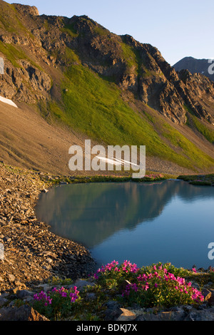 Wildblumen im Bereich Schüssel des Mt-Marathon, Seward, Alaska. Stockfoto