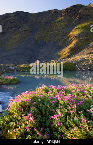 Wildblumen im Bereich Schüssel des Mt-Marathon, Seward, Alaska. Stockfoto