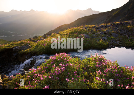 Wildblumen im Bereich Schüssel des Mt-Marathon, Seward, Alaska. Stockfoto