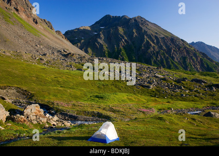 Zelten unter die Wildblumen im Bereich Schüssel des Mt-Marathon, Seward, Alaska. Stockfoto