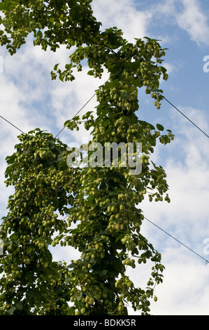 Humulus Lupulus. Hopfenanbau in einem Hop-Hof in Worcestershire, England Stockfoto