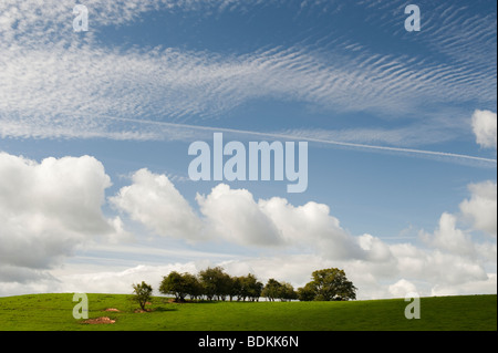 Ländliche Shropshire-Landschaft in der Nähe von Ludlow, grünen Rasen, Bäume und bewölkten blauen Sommerhimmel Stockfoto