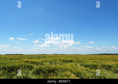 Grünes Weizenfeld mit Ährchen legte mit Wind gegen den blauen Sommerhimmel Stockfoto