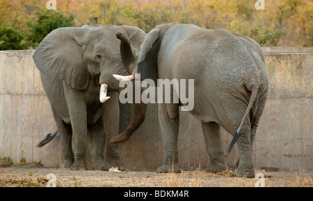 Elefanten zu kämpfen Stockfoto