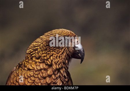 Kea, Nestor Notabilis, Parkplatz am Eingang zum Homer Tunnel auf dem Weg zum Milford Sound, Neuseeland Stockfoto