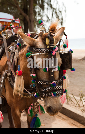 Indonesien, Lombok, Gili Trawangan, Cidomo Pferd angetrieben Taxi an der Beachroad Stockfoto