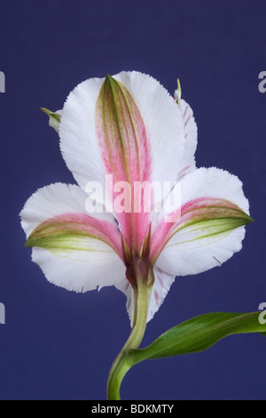 Alstroemeria peruanische Lilie Rückansicht Stockfoto