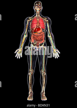 menschliche anatomische Abbildung eines erwachsenen Mannes, zeigt das Skelett, Lunge, Leber, Galle, Magen, Bauchspeicheldrüse und Anhang Stockfoto