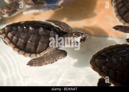 Indonesien, Lombok, Gili Air, baby grüne Schildkröte Chelonia Mydas in Brüterei Stockfoto