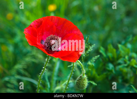 Mohn in sonnigen voller Blüte in einem grünen Feld Stockfoto