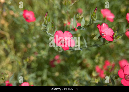 Linum Grandiflorum Rubrum, Scarlet Flachs, rot Lein Stockfoto