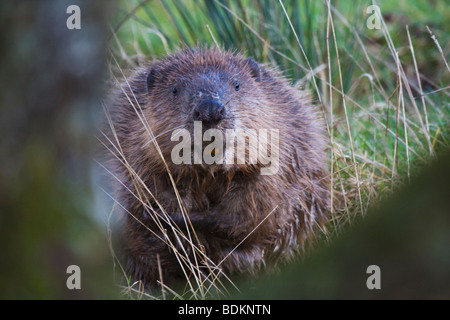 Europäischer Biber Castor fiber Stockfoto