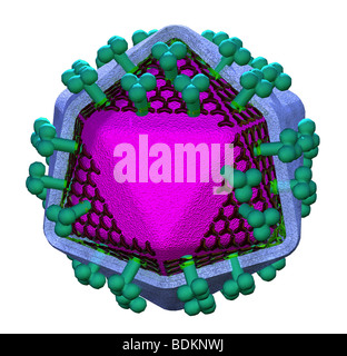 Abbildung der Struktur des HIV (Human Immunodeficiency Virus) Stockfoto