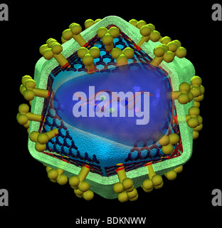 Abbildung der Struktur des HIV (Human Immunodeficiency Virus) Stockfoto