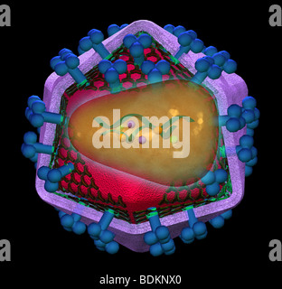 Abbildung der Struktur des HIV (Human Immunodeficiency Virus) Stockfoto