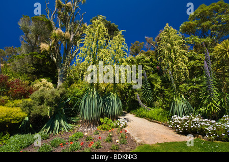 Tresco Klostergarten Stockfoto