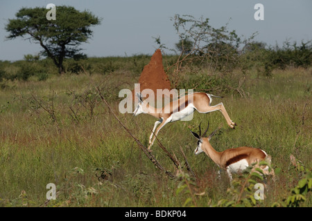 Captive Springbok (Antidorcas Marsupialis) springen auf einer Wildfarm in Otjiwarongo, Namibia Stockfoto