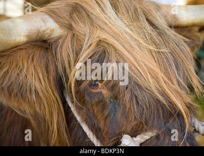 Headshot eines schottischen Highland-Bull oder Highlander bei der Malham Agricultural Show Yorkshire Dales UK hautnah Stockfoto