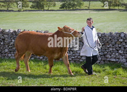 Limousin Rinder Rindfleisch Bull geführt um den Showground Ring bei Malham landwirtschaftlichen Ackerbau und Viehzucht zeigen Yorkshire Dales Stockfoto