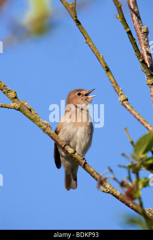 Garten Grasmücke; Sylvia borin; im Lied; Cornwall Stockfoto