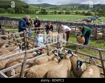 Schafställe und Swaledale Schafen beurteilt wird, gemessen an der Malham landwirtschaftliche Nutztiere und Landwirtschaft Show, Yorkshire Dales Stockfoto