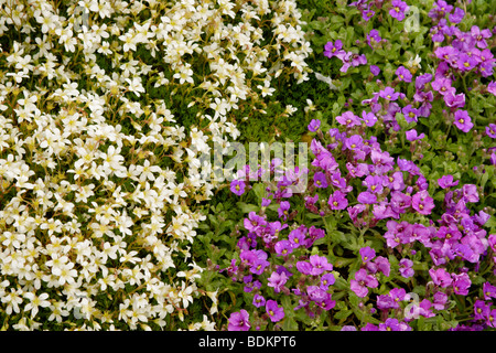 Steinbrech (Saxifraga "Findling") und Rock Kresse (Aubrieta Deltoidea) in Blüte Stockfoto