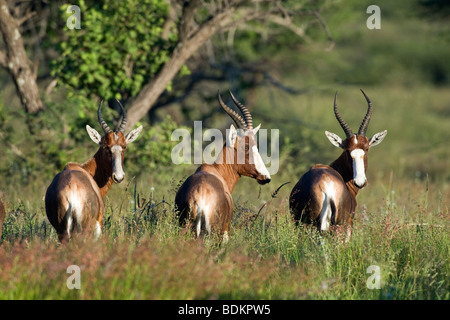 Captive Blessböcke (Damaliscus Dorcas) auf einer Wildfarm in Otjiwarongo, Namibia Stockfoto