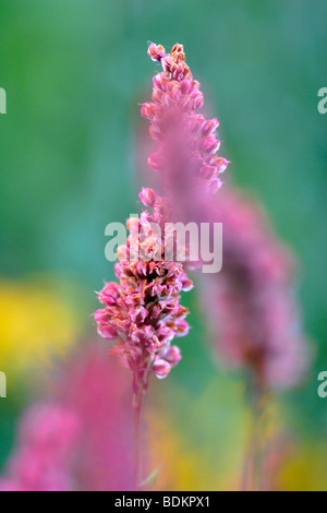 Persicaria Affinis 'Superba' Blüten nah oben, England, UK Stockfoto
