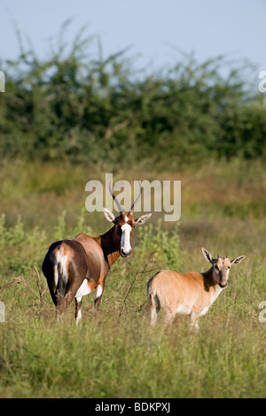 Captive Blessböcke (Damaliscus Dorcas) mit Kalb auf einer Wildfarm in Otjiwarongo, Namibia Stockfoto