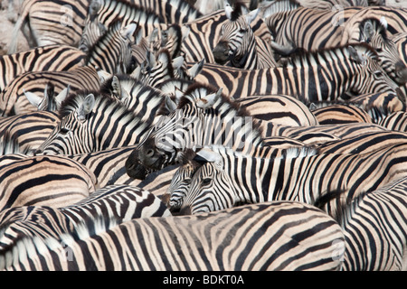 Ebenen Zebra, Equus Burchelli, drängen sich am Wasserloch, Etosha Nationalpark, Namibia, Afrika Stockfoto