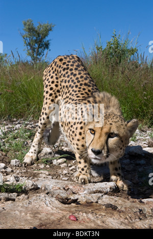 Weibliche Cheetah (Acinonyx Jubatus) in Gefangenschaft auf einer Wildfarm in Otjiwarongo, Namibia Stockfoto