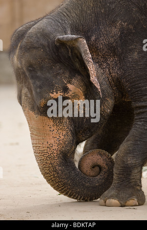 indischer Elefant unter einem Bogen - Elephas maximus Stockfoto