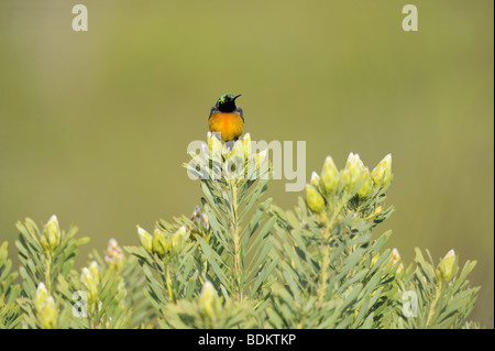 Männliche Orange Breasted Sunbird Stockfoto