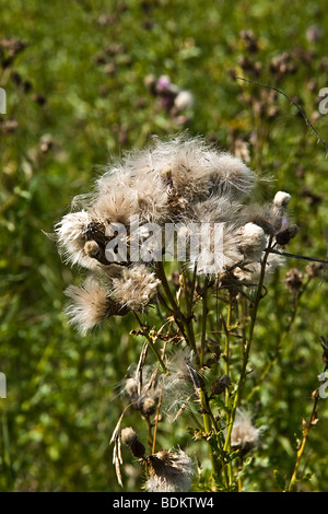 Wildblumen, Disteln und Unkraut im Prairie Field, Manitoba, Kanada Stockfoto